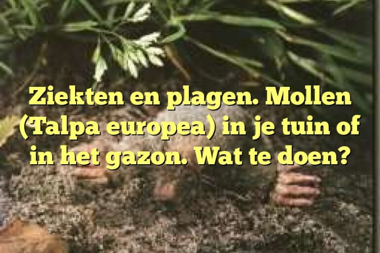 Ziekten En Plagen Mollen Talpa Europea In Je Tuin Of In Het Gazon