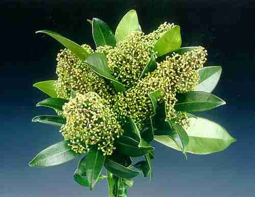 Skimmia confusa Kew Green bekent kleur in moderne boeketten