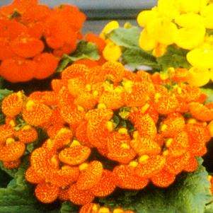 calceolaria ballet