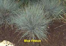 Festuca - blauw schapegras.