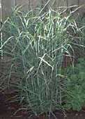 Panicum 'Prairie Sky'