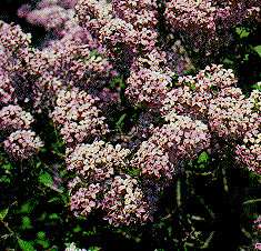 Foto Syringa chinensis (x), Franse sering