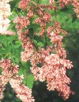 Syringa josiflexa (x) 'Guinevere'