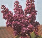 Syringa vulgaris 'Andenken an Louis Spath'