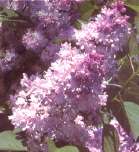 Syringa vulgaris 'Mme Antoine Buchner'