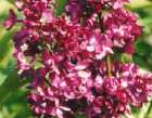 Syringa vulgaris 'Charles Joly'