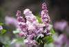 Syringa vulgaris 'Katherine Havemeyer'