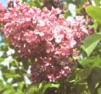 Syringa vulgaris 'Maréchal Foch'