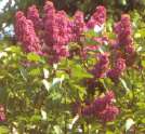 Syringa vulgaris 'Michel Buchner'