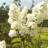 Syringa vulgaris 'Mme Lemoine'