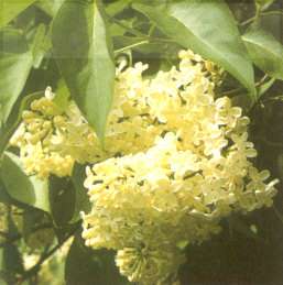 Syringa vulgaris 'Primrose'