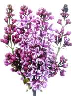 Syringa vulgaris 'Sensation'