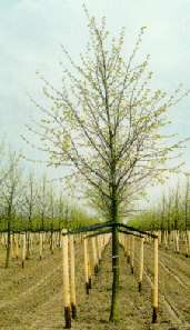 Bomen in de tuin: Tilia of linde