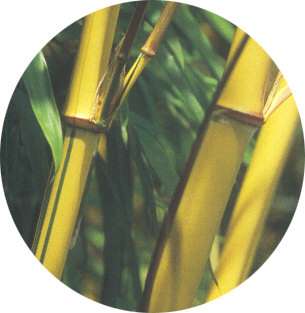 Phyllostachys vivax aureocaulis