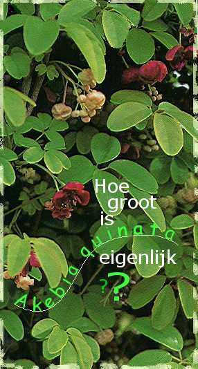 Hoe groot is Akebia?