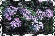 Phlox divaricata