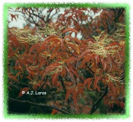 Oxydendrum arboreum - zuurboom