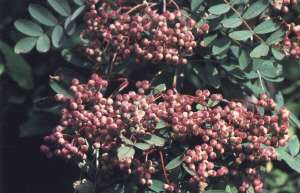 Sorbus hupehensis