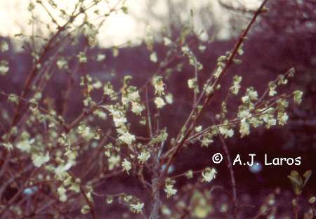 Lonicera × purpusii