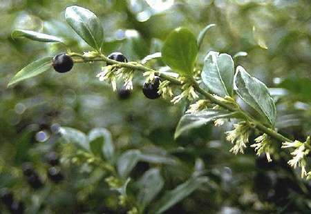 Sarcococca hookeriana