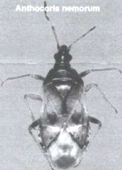 Anthocoris nemorum