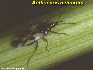 Anthocoris nemorum