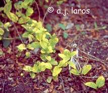 Lonicera japonica 'Aureoreticulata´