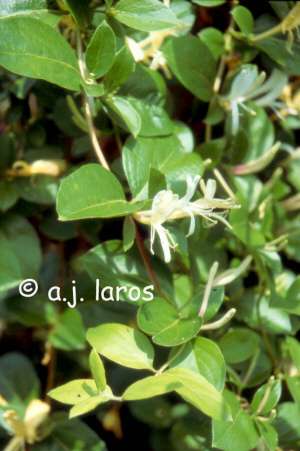 Lonicera japonica 'Halliana´