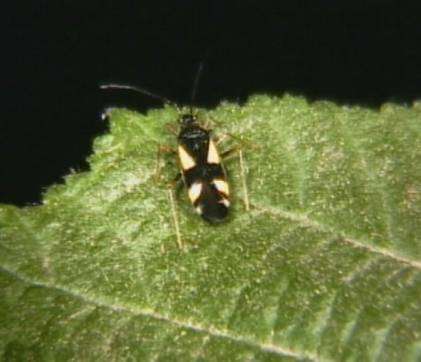 Heterotoma planicornis (breedsprietwants)