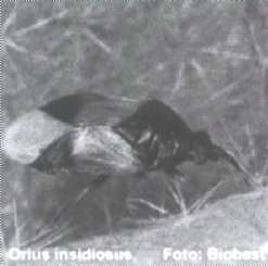 Orius insidiosus