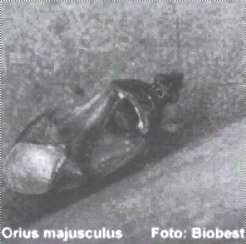 Orius majusculus