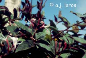 Lonicera japonica 'Purpurea'