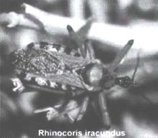 Rhinocoris iracundus (moordwants)