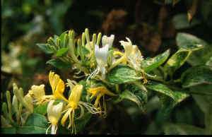 Lonicera japonica 'Sandra'