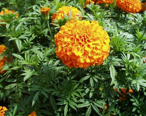 Tagetes erecta