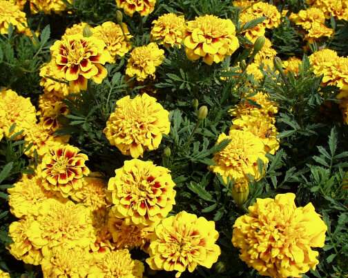 Tagetes patula