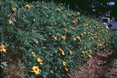 Tagetes patula 'Single Gold'