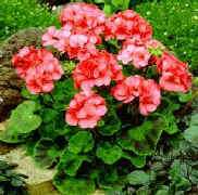 Bij geraniums (Pelargonium) neemt u scheuten af, die vier knopen hebben. Gebruik altijd een scherp mes, want een slechte stek wortelt nooit goed.