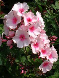 Het najaar is een uitstekende tijd voor de vermeerdering van planten door wortelstekken. Voor de flox (Phlox) is de zomer (juli-augustus) daar de beste tijd voor.