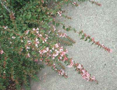 Abelia, een zeer ondergewaardeerde heester