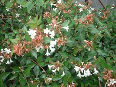 Abelia, een zeer ondergewaardeerde heester