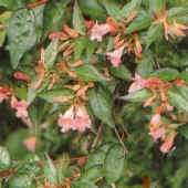 Abelia, een zeer ondergewaardeerde heester