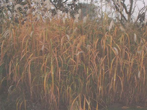 Het is herfst. De pracht van de tuin heeft de zomer de rug toegekeerd. Wie zijn tuin goed heeft aangeplant kan nu nog genieten van prachtige kleuren met hemelsleutel, Caryopteris of Miscanthus.