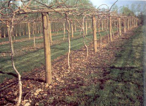 Een kiwi-aanplanting met een T-balk constructie