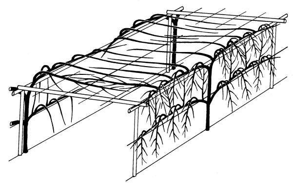 De tunnel is een variant op de pergola en past goed in de tuin van de amateur.