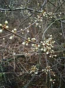 Sleedoornstruik met witte bloemknoppen. Bloemen voor de bladvorming