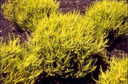 Calluna vulgaris ´David Hagerman´