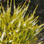 Calluna vulgaris ´Gold Haze´