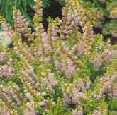 Calluna vulgaris ´Roland Haageman´