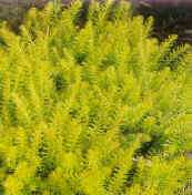 Erica carnea ´Aurea´